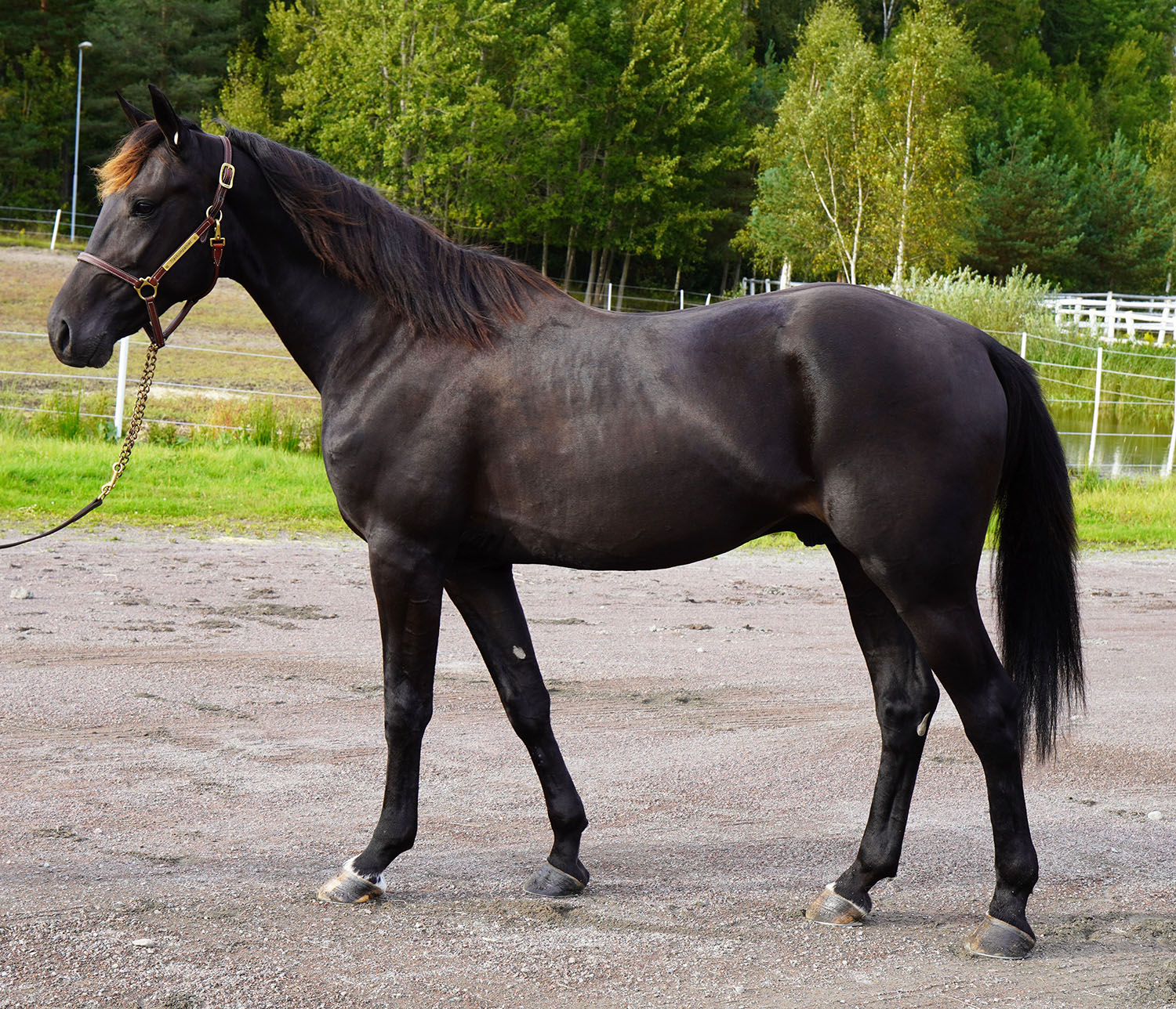 Indian Wells har ocks&aring; f&aring;tt ett par gissningar i t&auml;vlingen. Foto; A.Lindblom